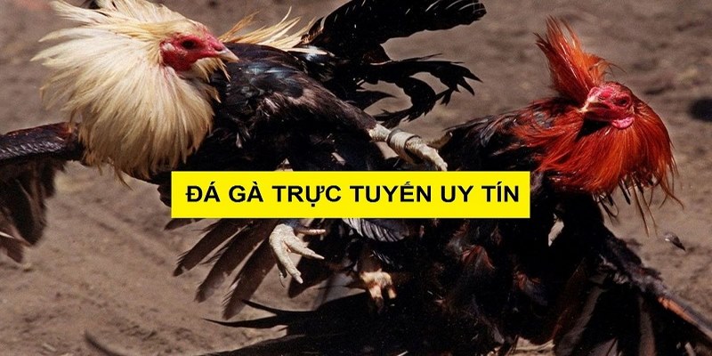 Khám Phá Về Chuyên Mục Cá Cược Đá Gà Tre Tại SHBET